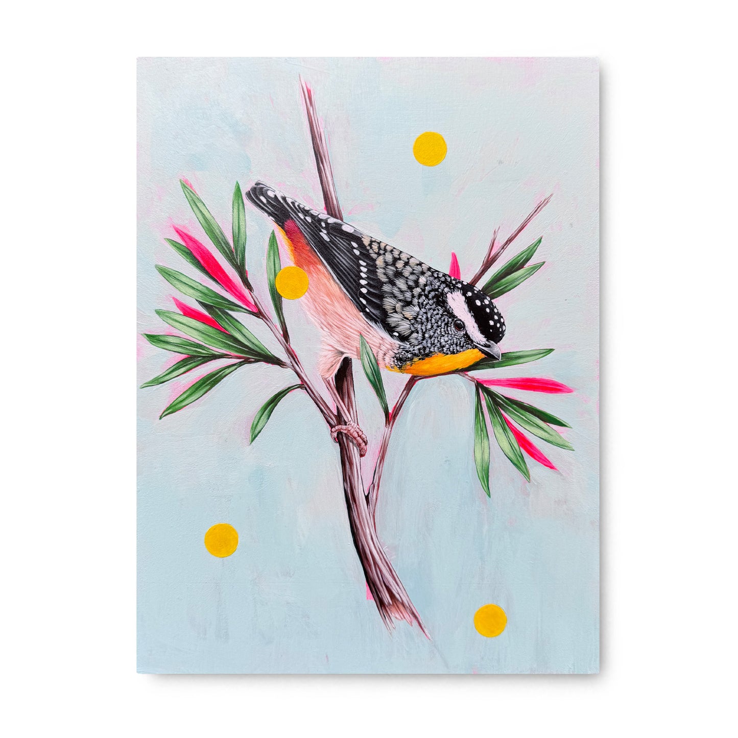 Thomas Jackson - Spotted Pardalote Song